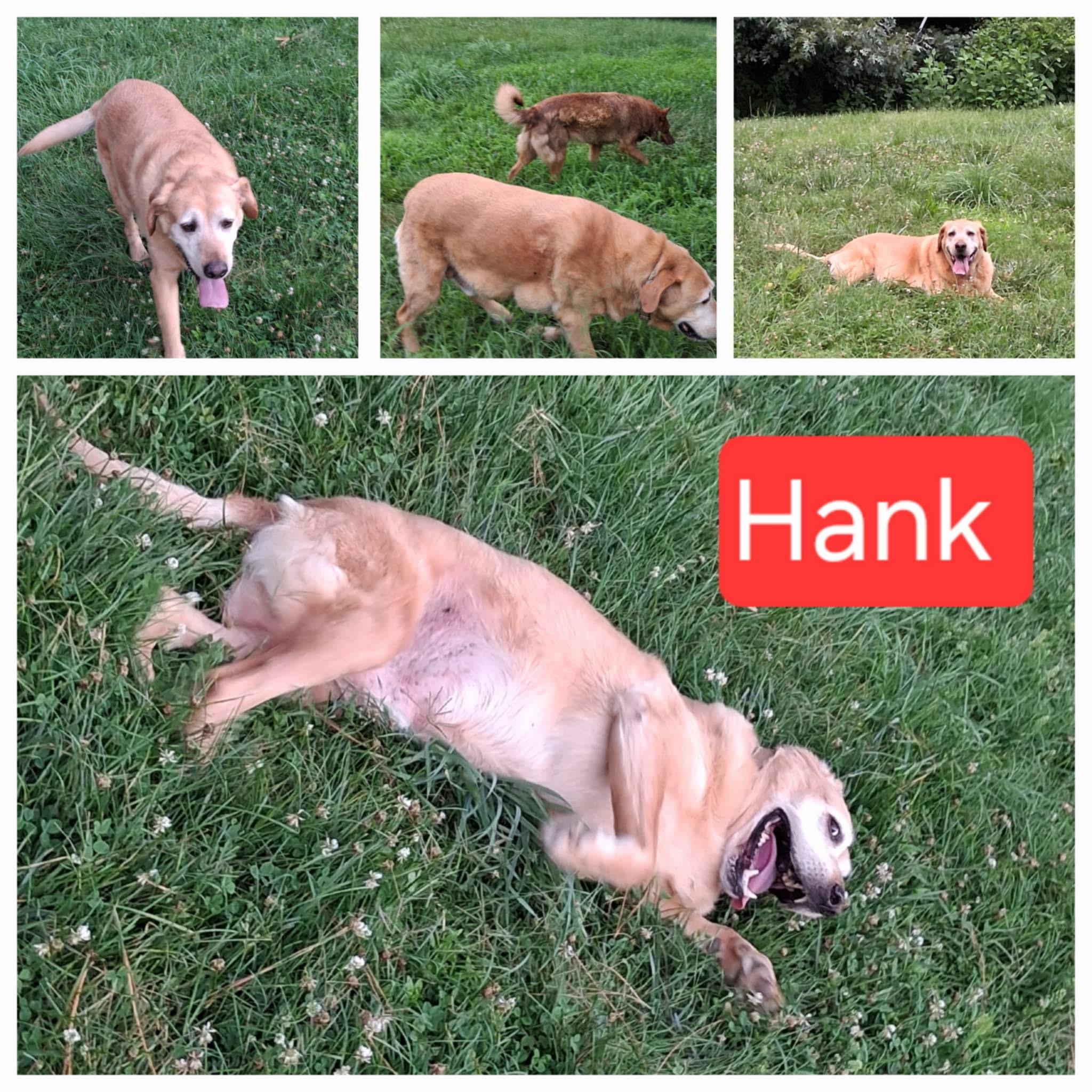 Hank, a Adoptable Yellow Labrador Retriever in Chesapeake Beach, MD image 2/2