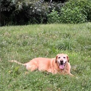 Hank, Adoptable, Senior Male Yellow Labrador Retriever.