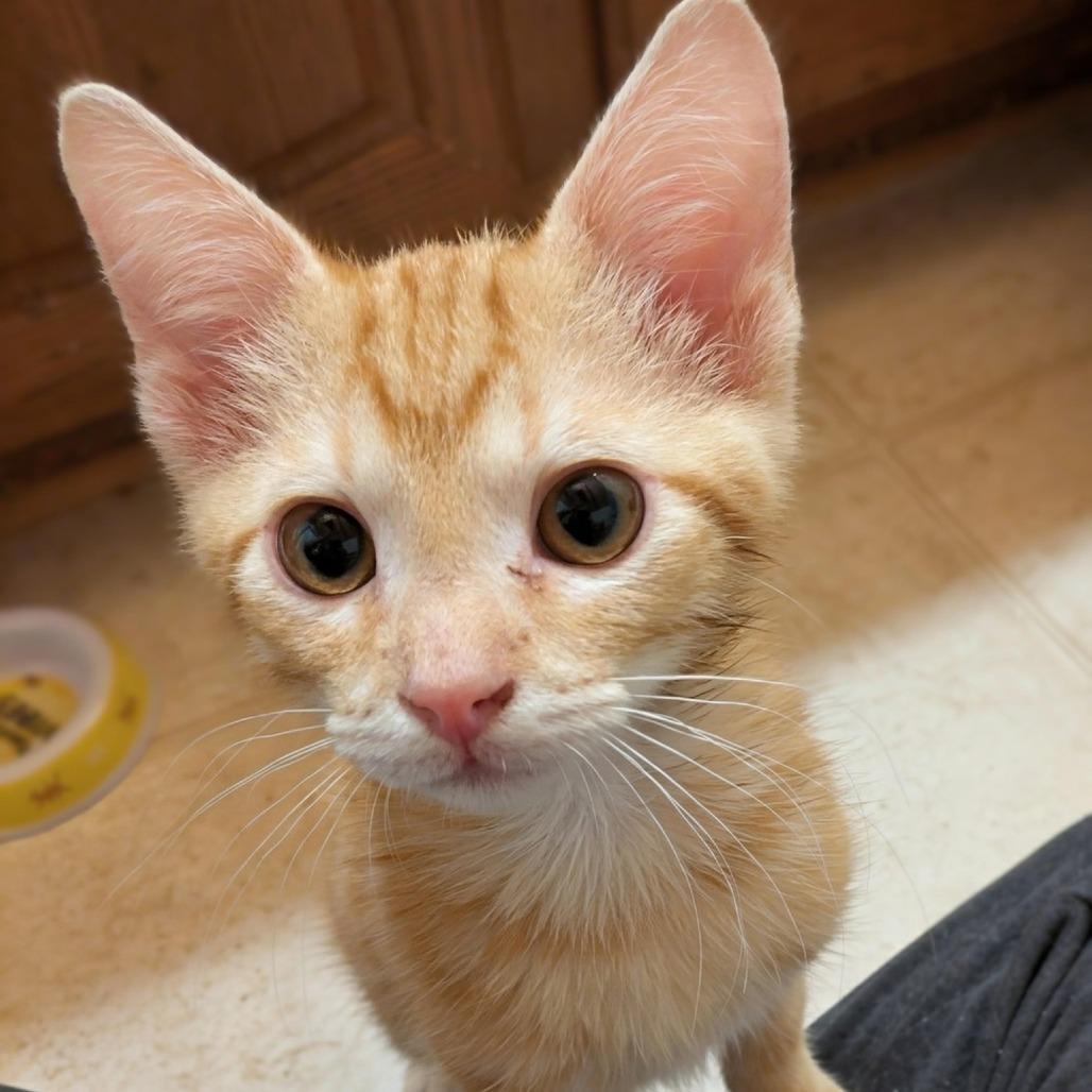 Ace $150, Adoptable, Kitten Male Domestic Short Hair.