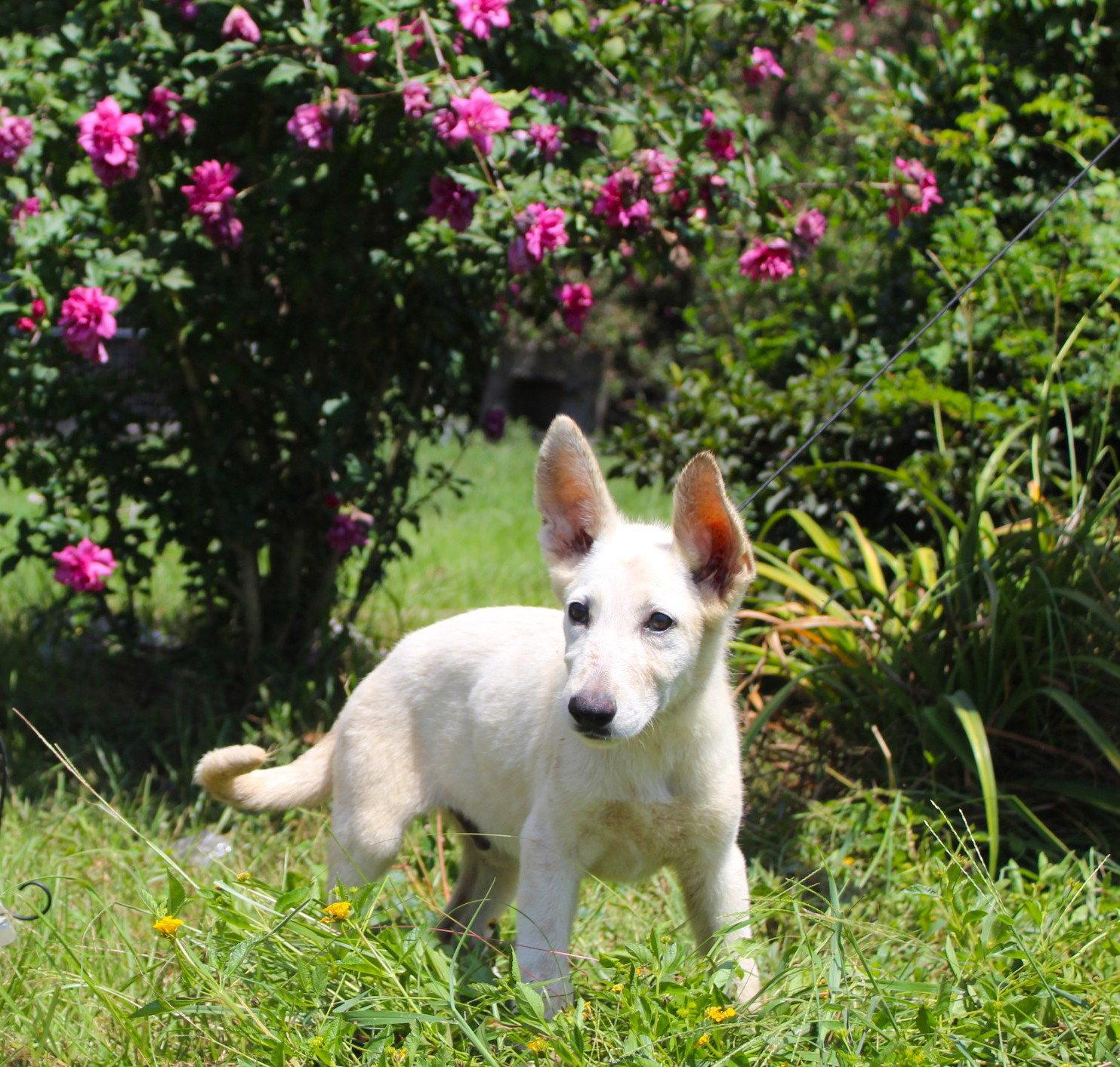 Koda-12/16 wks-Spay Contract Required $425, Adoptable, Puppy Male German Shepherd Dog.