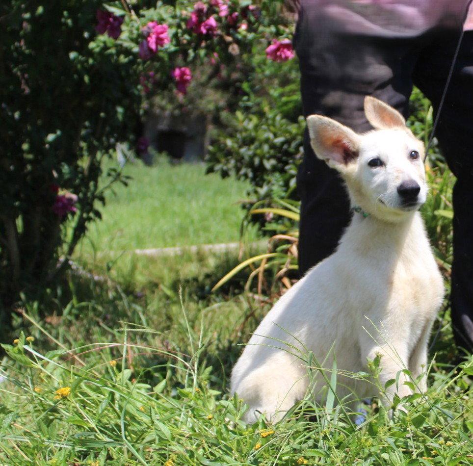 Enlarge Koda-12/16 wks-Spay Contract Required $425, a Adoptable German Shepherd Dog in Holly Hill, SC image 2/2