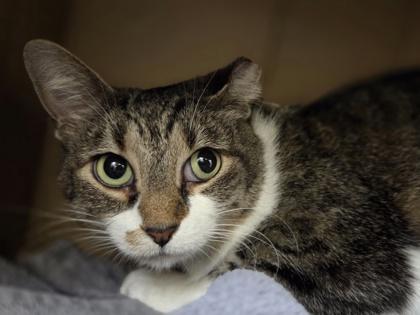 Enlarge Twenty, a Adoptable mixed breed in Westland, MI image 1/1