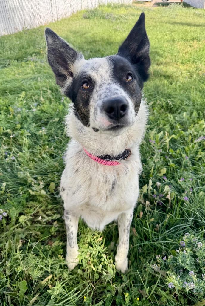 Billy Jack, Adoptable, Puppy Male Border Collie & Mixed Breed.