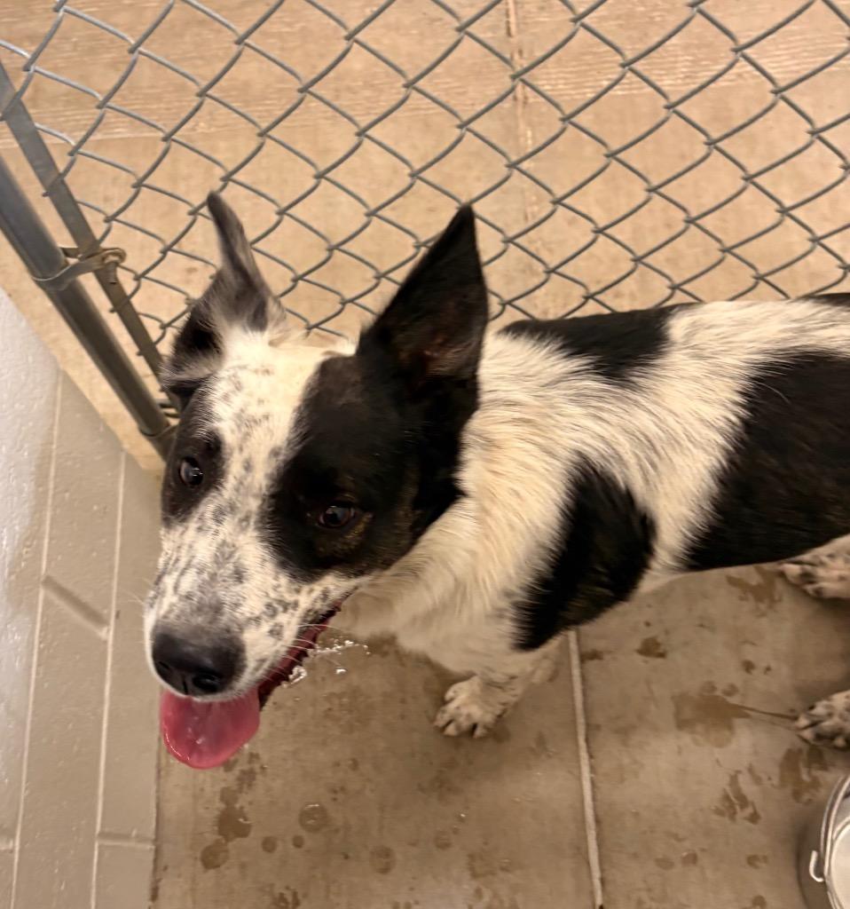 Enlarge Billy Jack, a Adoptable mixed breed in Gillette, WY image 2/2