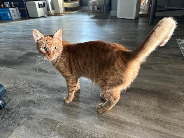 Enlarge Cookie, a Adoptable American Shorthair in Kohler, WI image 2/3