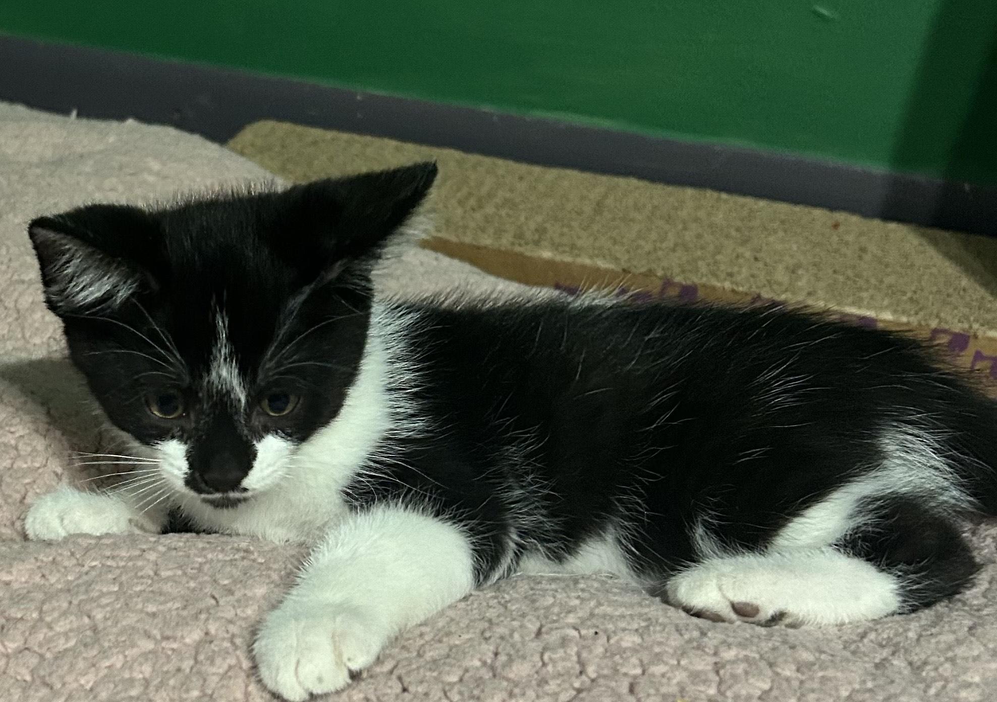 Partho OR13837-T, a Adoptable mixed breed in Beaverton, OR image 2/6