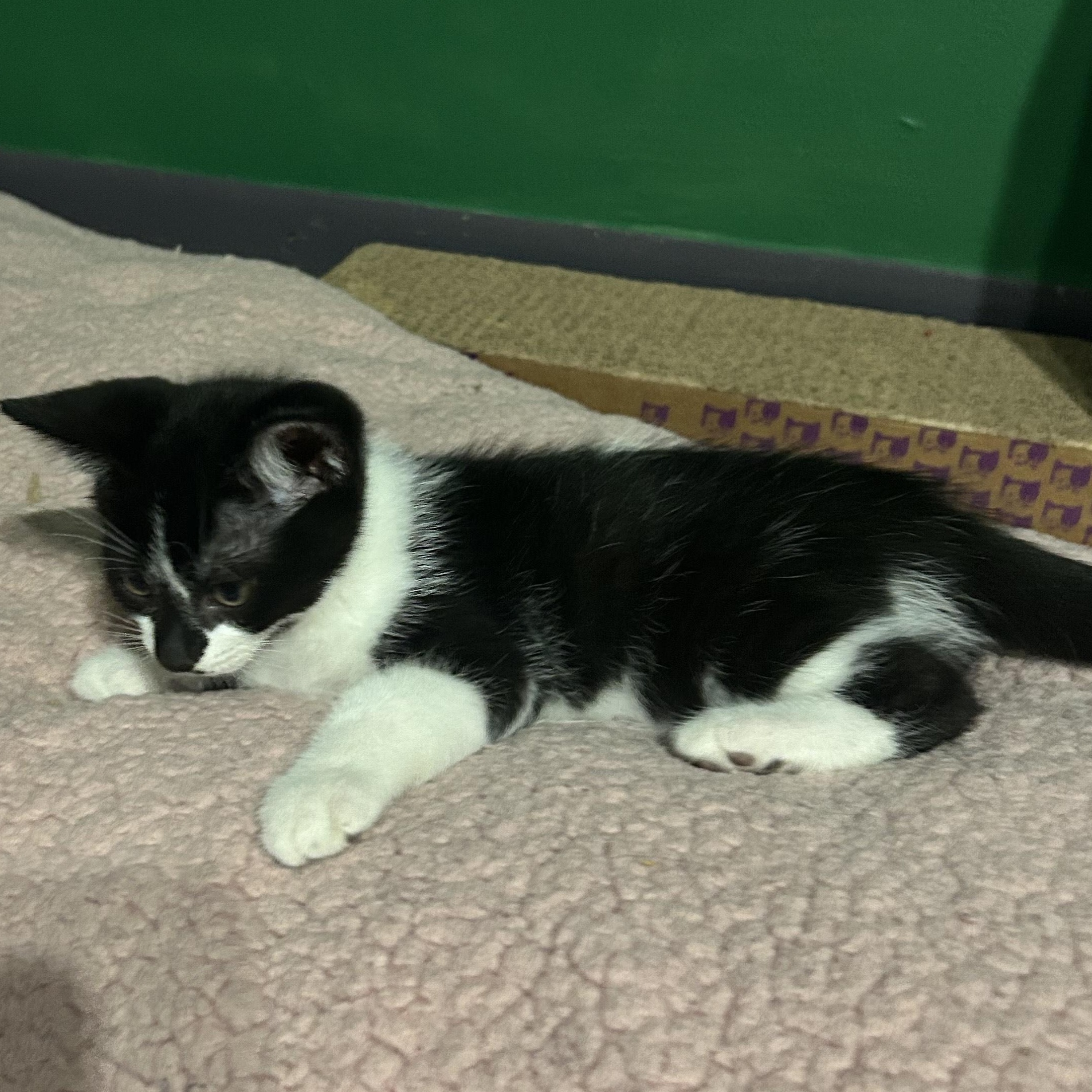 Partho OR13837-T, a Adoptable mixed breed in Beaverton, OR image 3/6