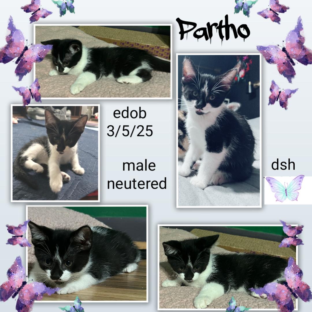 Partho OR13837-T, Adoptable, Kitten Male Domestic Short Hair.