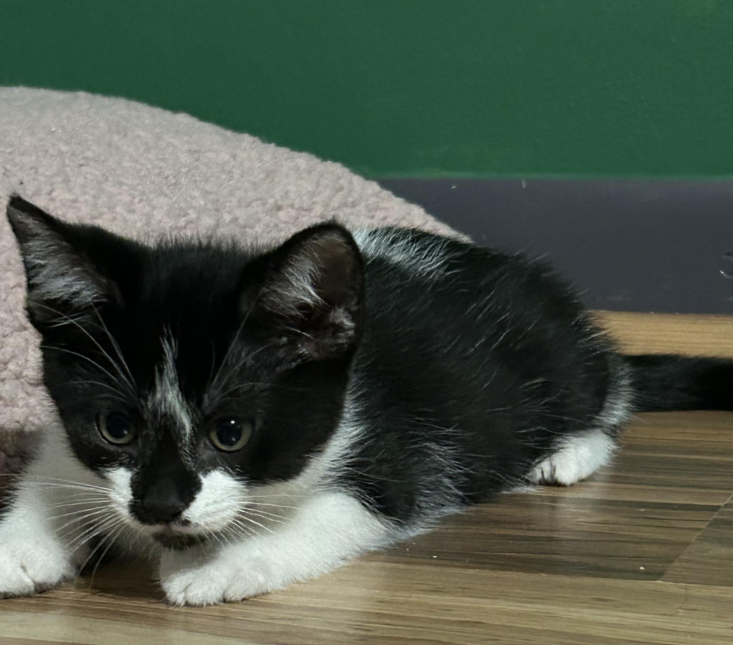 Partho OR13837-T, a Adoptable mixed breed in Beaverton, OR image 4/6