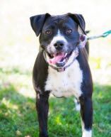 Grassi, Adopted, Young Female Pit Bull Terrier.