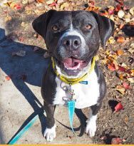 Enlarge Grassi, a Adopted mixed breed in Indianapolis, IN image 2/3