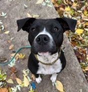 Enlarge Grassi, a Adopted mixed breed in Indianapolis, IN image 3/3