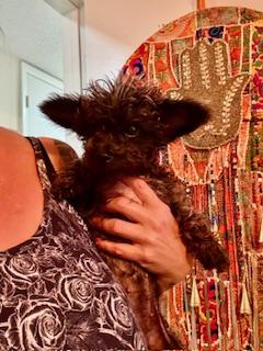 Enlarge Arya, a Adoptable Poodle (Toy) in Orlando, FL image 2/2