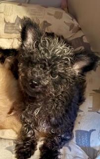 Arya, Adoptable, Young Female Poodle (Toy).