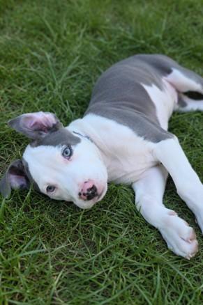 Bingo, a Adoptable mixed breed in Haverhill, MA image 3/4