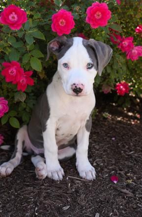 Bingo, a Adoptable mixed breed in Haverhill, MA image 1/4