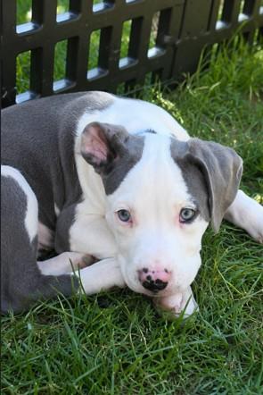 Bingo, a Adoptable mixed breed in Haverhill, MA image 2/4