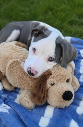 Bingo, a Adoptable mixed breed in Haverhill, MA image 4/4