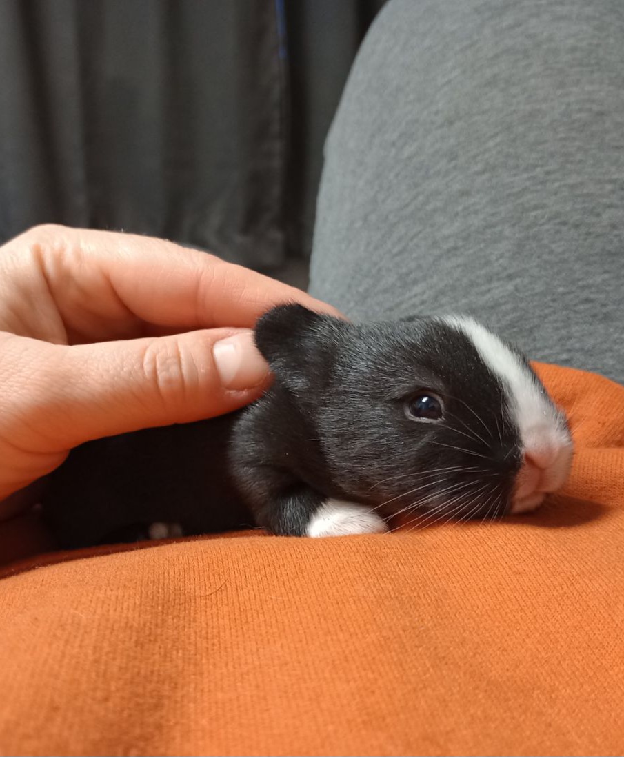 Smalls, a Adoptable mixed breed in Wilkes-Barre, PA image 4/6