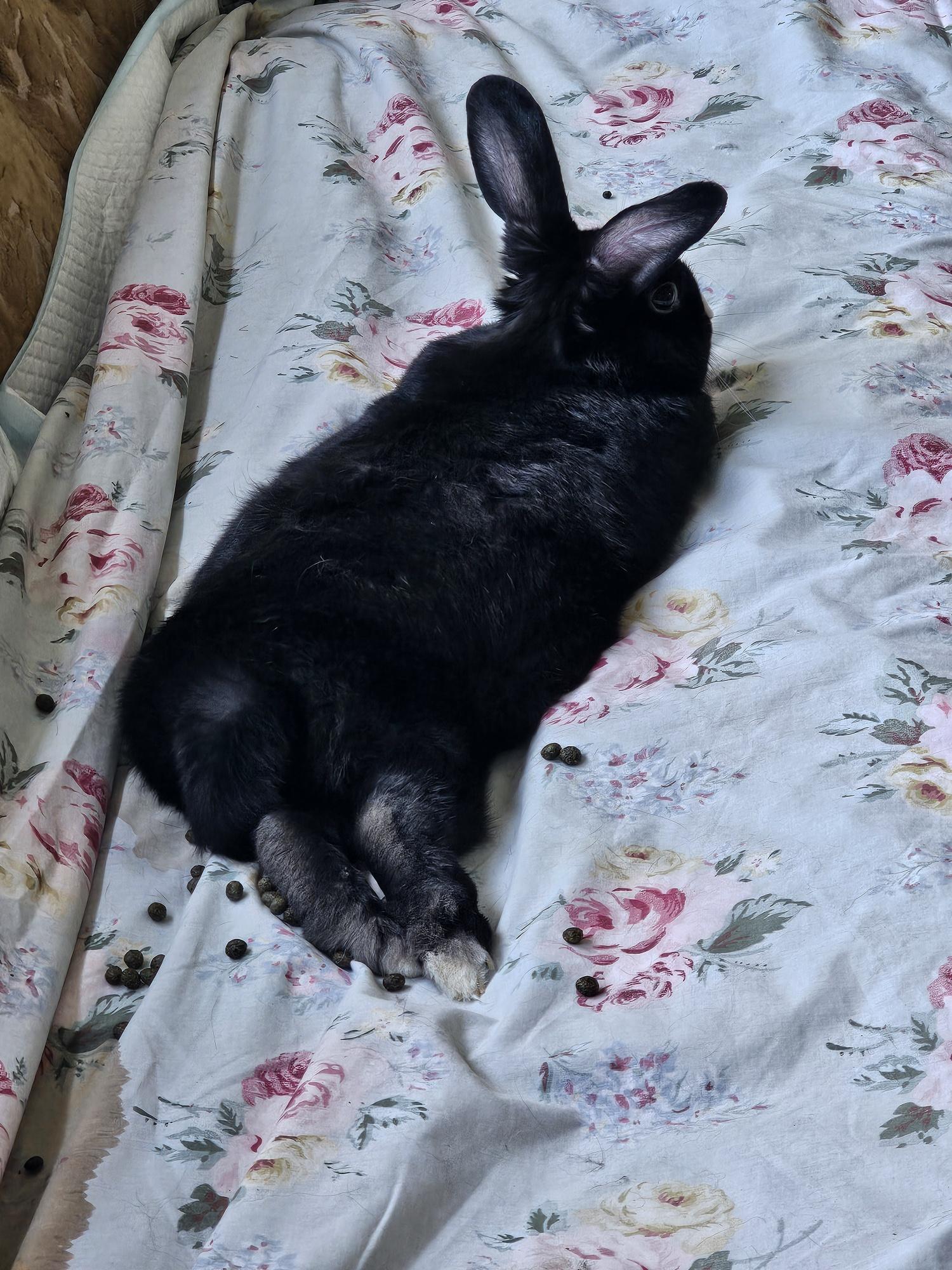 Smalls, Adoptable, Young Male Dutch.