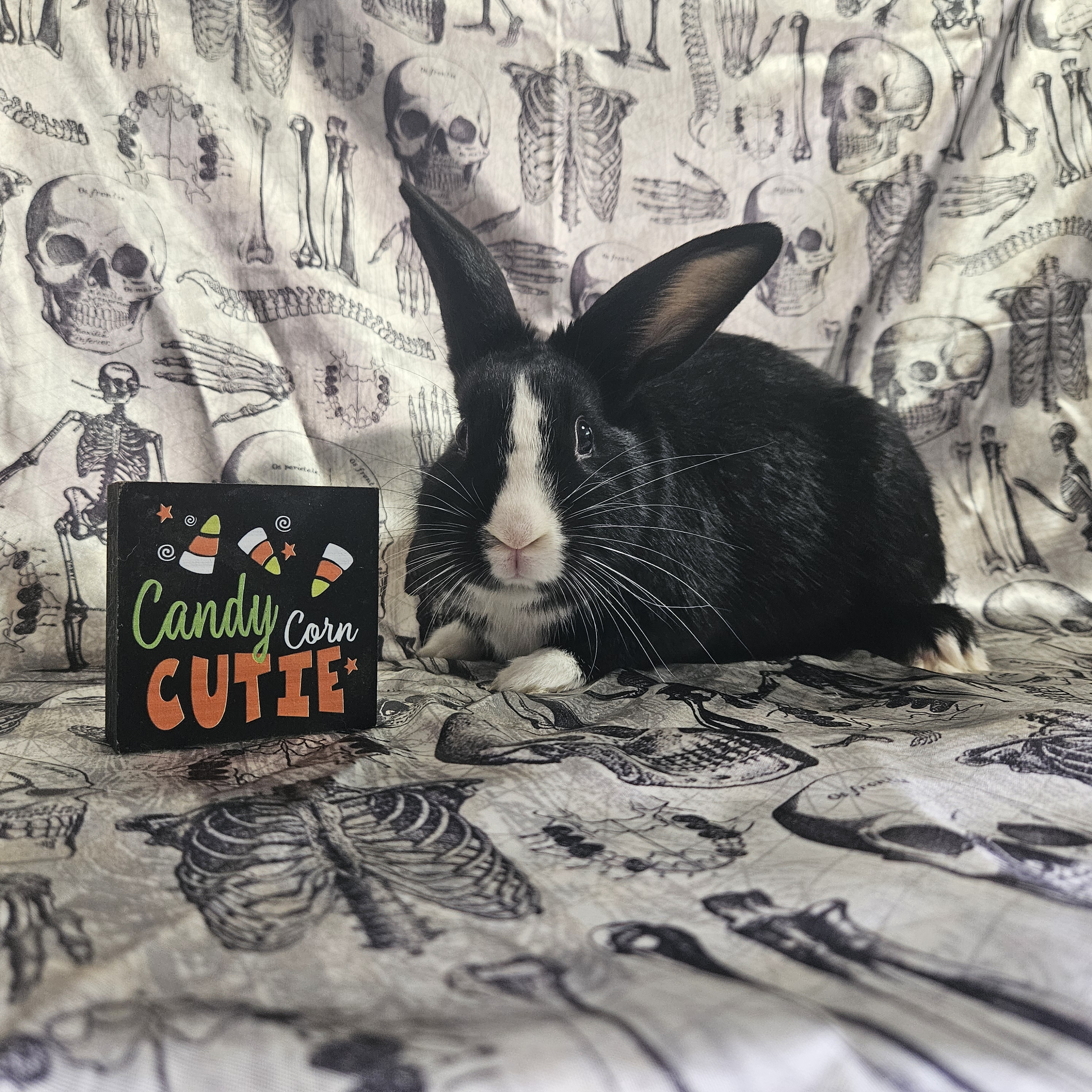 Smalls, a Adoptable mixed breed in Wilkes-Barre, PA image 2/6