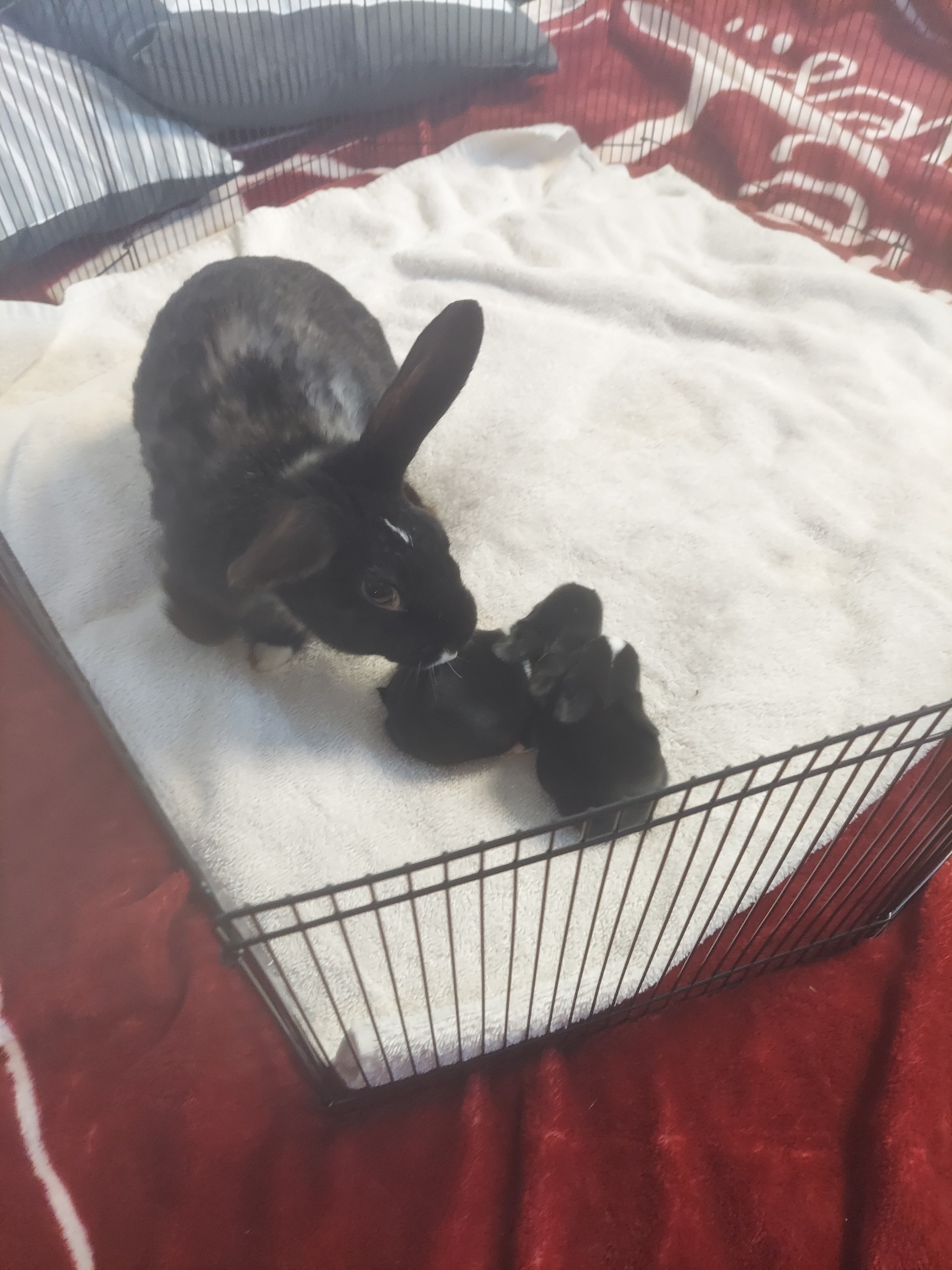 Smalls, a Adoptable mixed breed in Wilkes-Barre, PA image 5/6