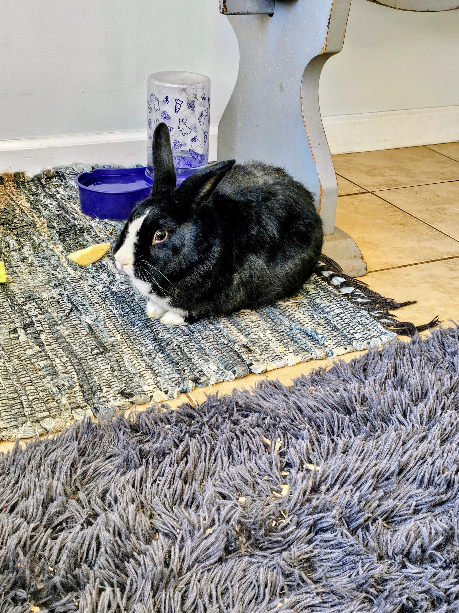 Smalls, Adoptable, Young Male Dutch.