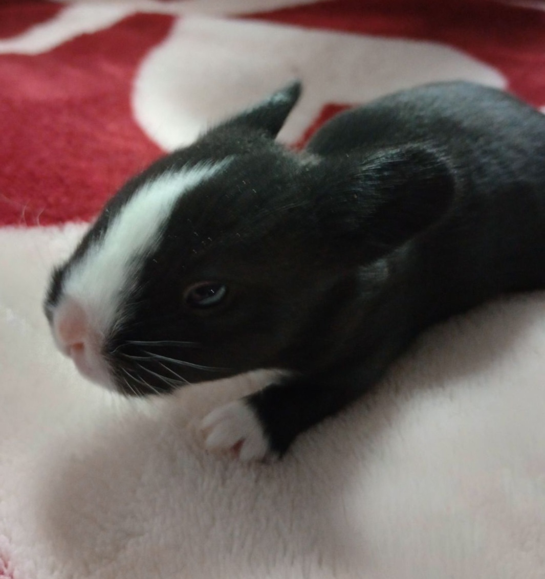 Smalls, a Adoptable mixed breed in Wilkes-Barre, PA image 6/6