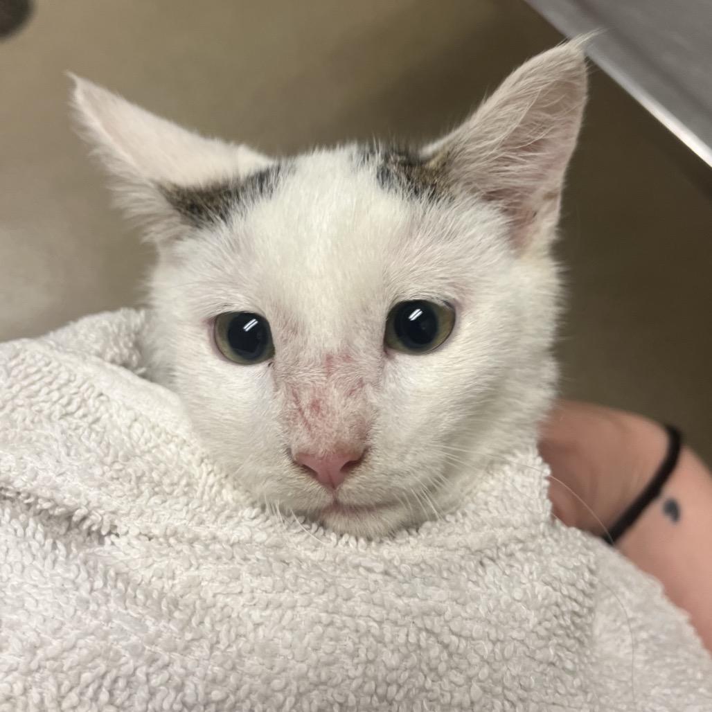 Meatball, Adoptable, Kitten Male Domestic Short Hair.
