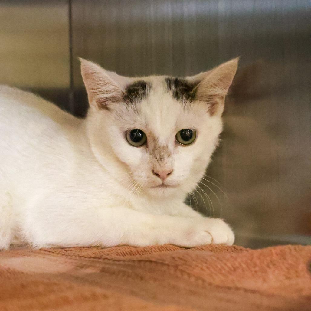 Enlarge Meatball, a Adoptable Domestic Short Hair in Bristol, IN image 2/2