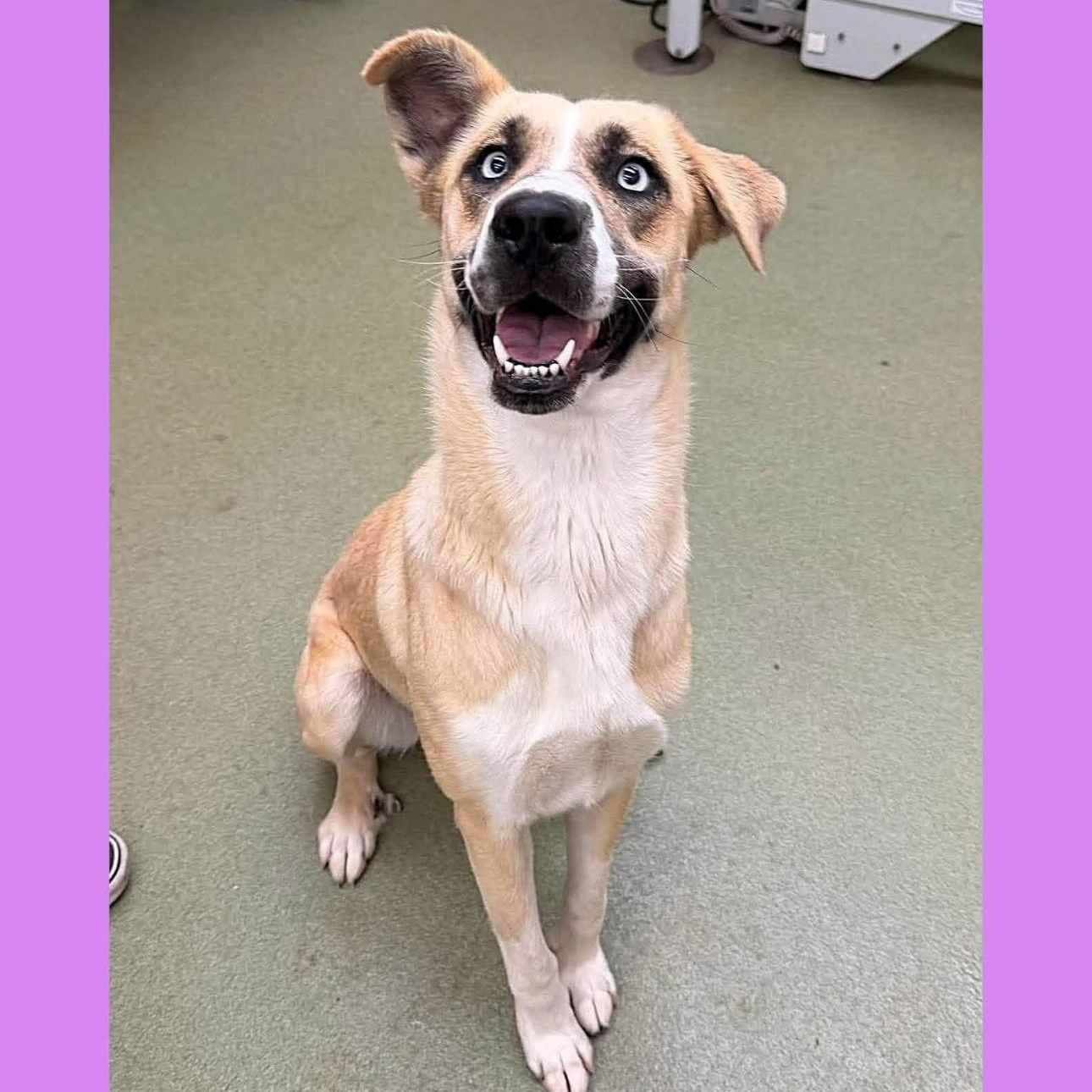 Enlarge CASSIE, an adopted mixed breed in Arroyo Grande, CA image 2/5