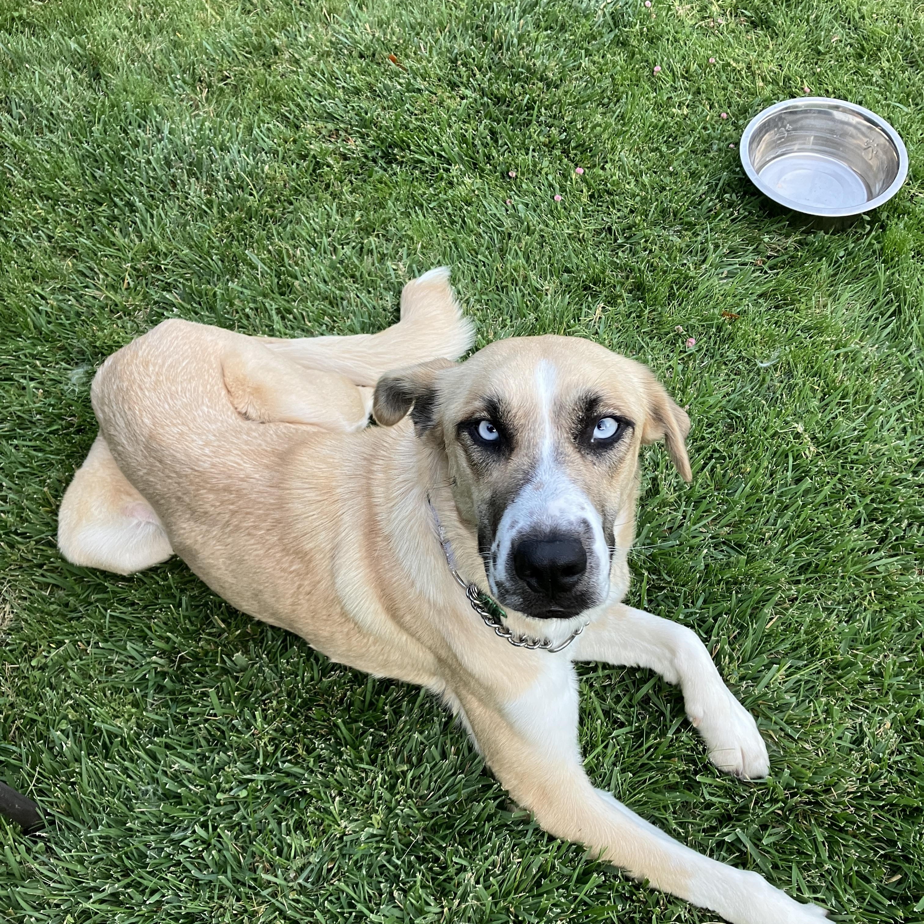 CASSIE, adopted, Adult Female German Shepherd Dog.