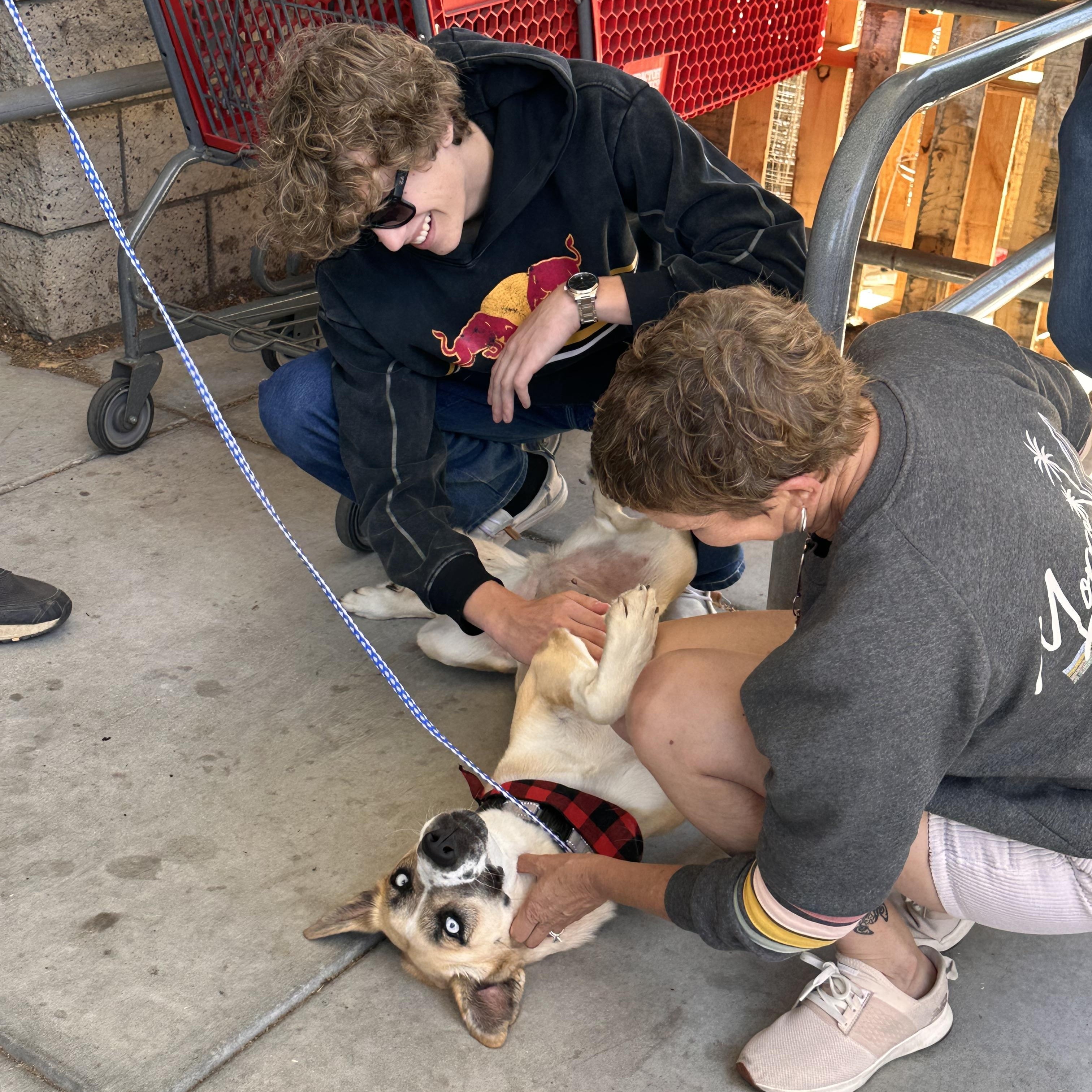 Enlarge CASSIE, an adopted mixed breed in Arroyo Grande, CA image 5/5