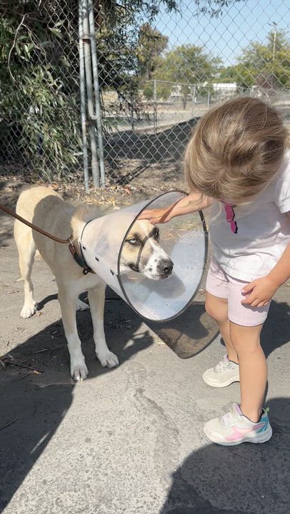 Enlarge CASSIE, an adopted mixed breed in Arroyo Grande, CA video 3/5