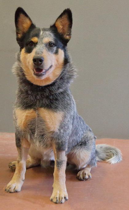 Enlarge Gandolf, a Adoptable mixed breed in Rapid City, SD image 2/5
