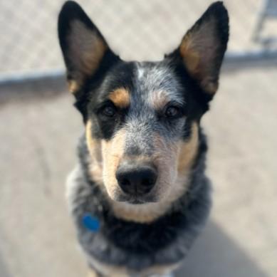 Enlarge Gandolf, a Adoptable mixed breed in Rapid City, SD image 1/5