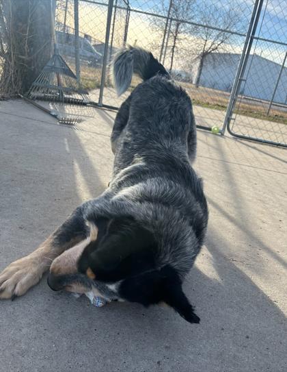Enlarge Gandolf, a Adoptable mixed breed in Rapid City, SD image 5/5