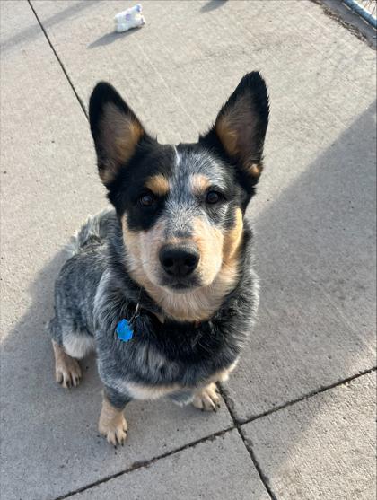 Enlarge Gandolf, a Adoptable mixed breed in Rapid City, SD image 4/5