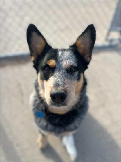 Enlarge Gandolf, a Adoptable mixed breed in Rapid City, SD image 3/5