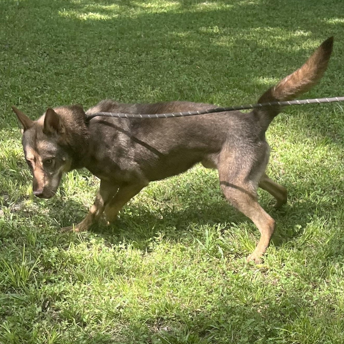 WOLFIE > Bleeding Heart Society — thumbnail 4