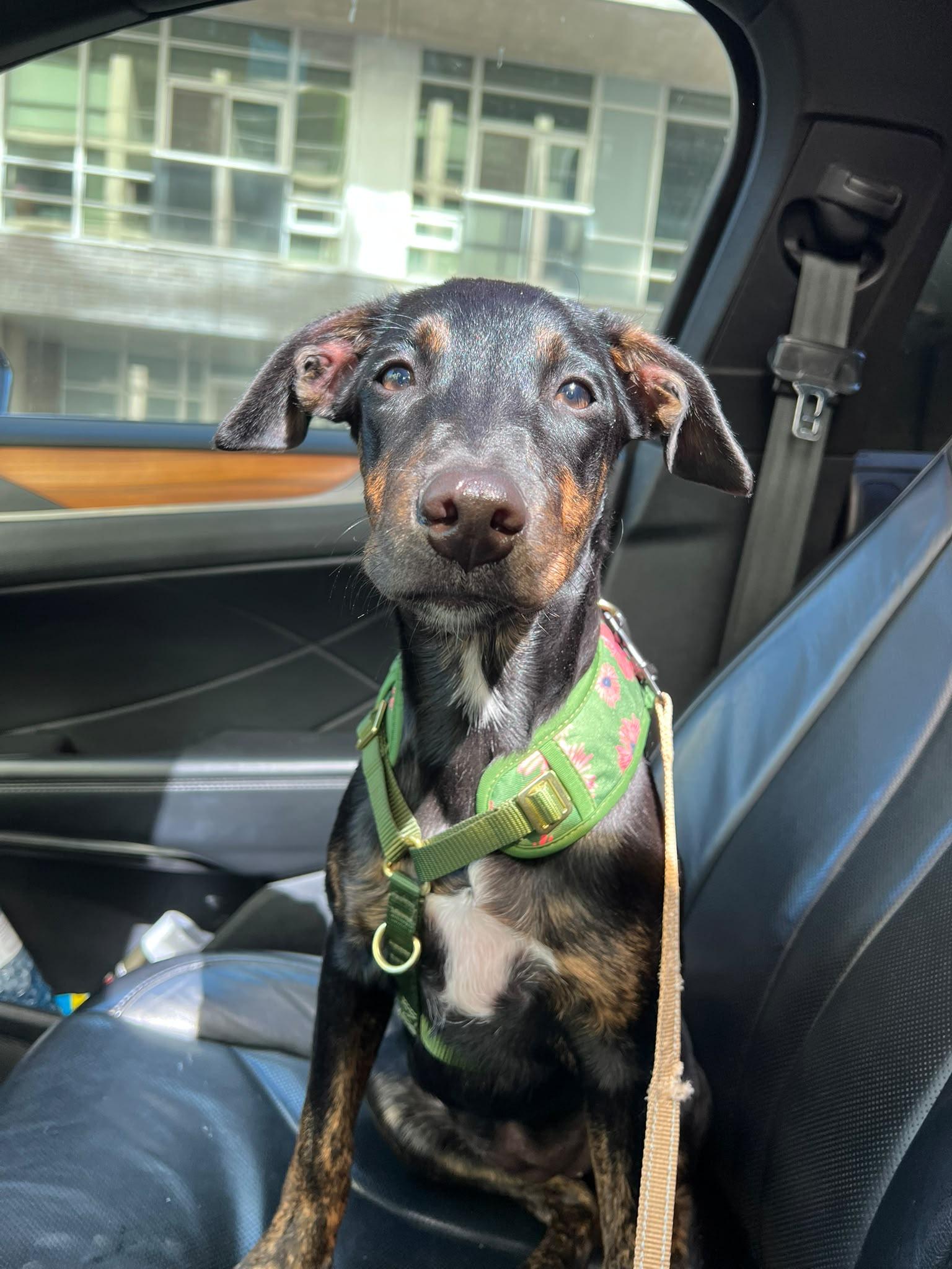 Enlarge Estee, a Adopted mixed breed in Richmond, VA image 1/1