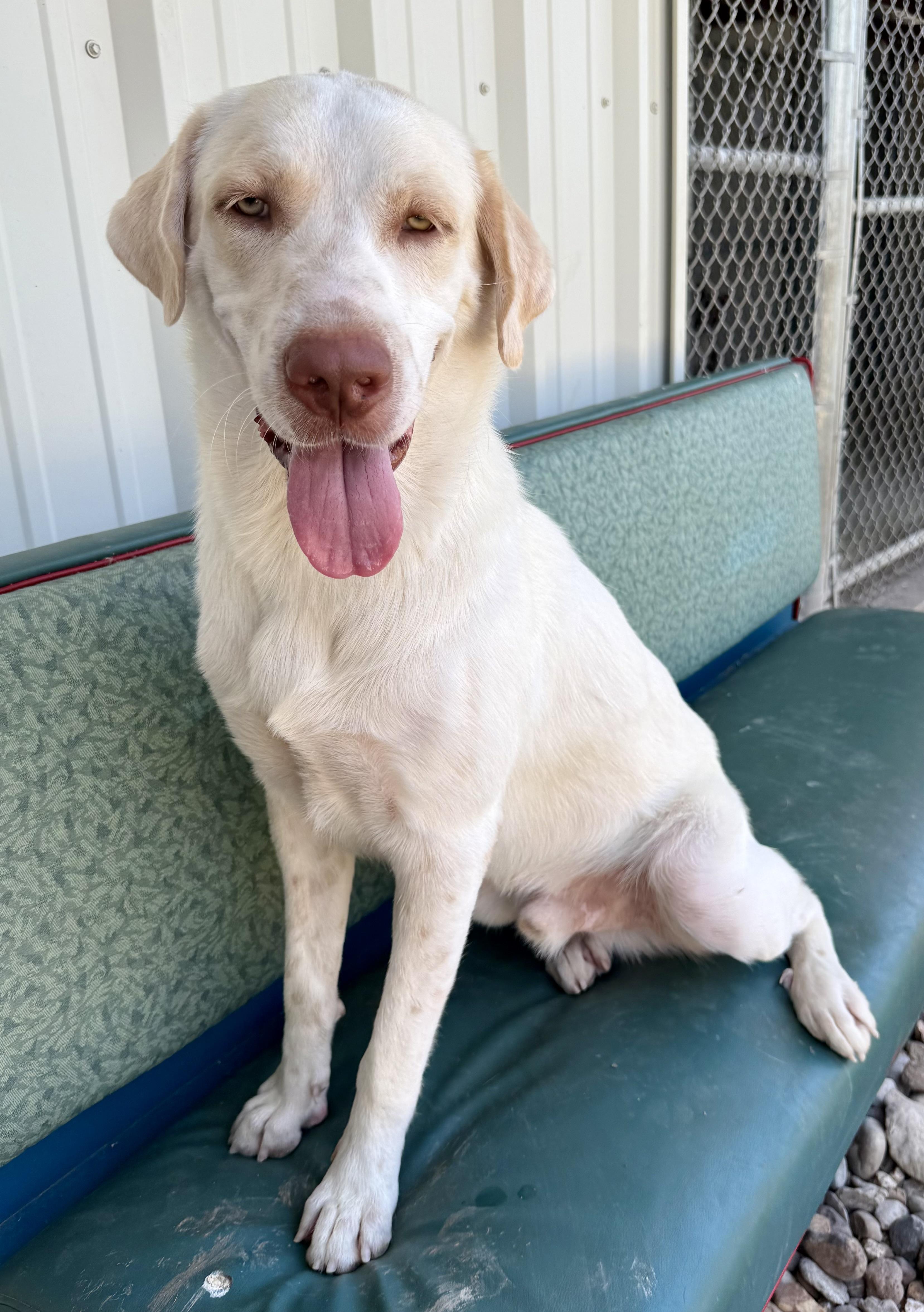 Colt, adopted, Young Male Yellow Labrador Retriever.