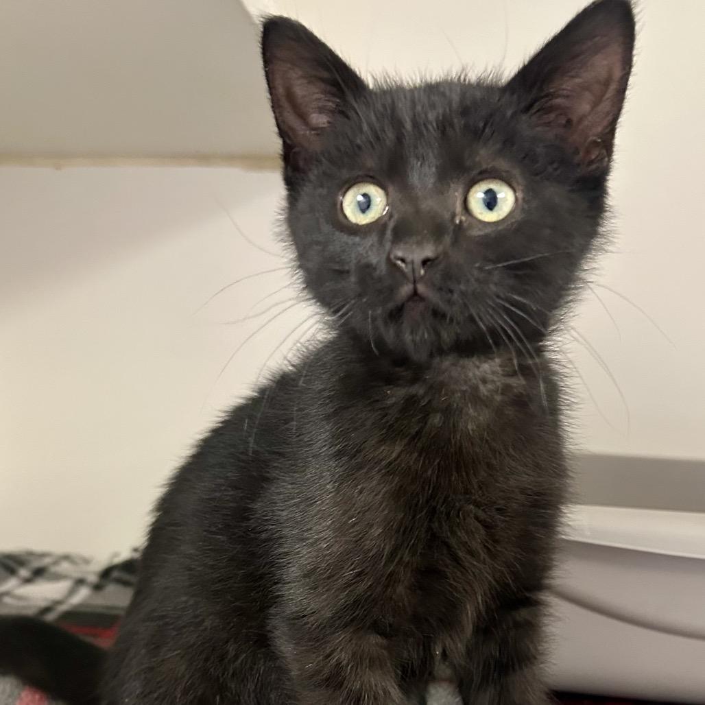 Rodrick, Adoptable, Kitten Male Domestic Short Hair.