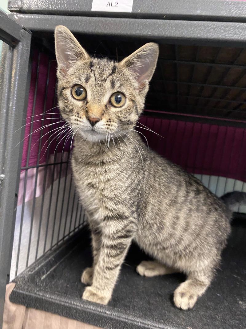 Nina, Adoptable, Young Female Domestic Short Hair.