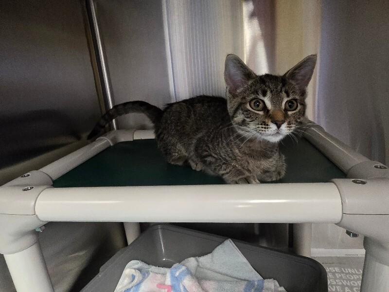 Nina, a Adoptable Domestic Short Hair in Cortland, NY image 3/6