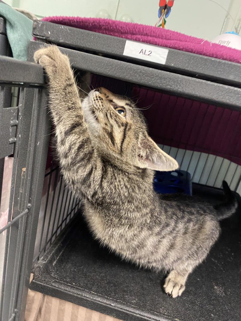 Nina, a Adoptable Domestic Short Hair in Cortland, NY image 4/6