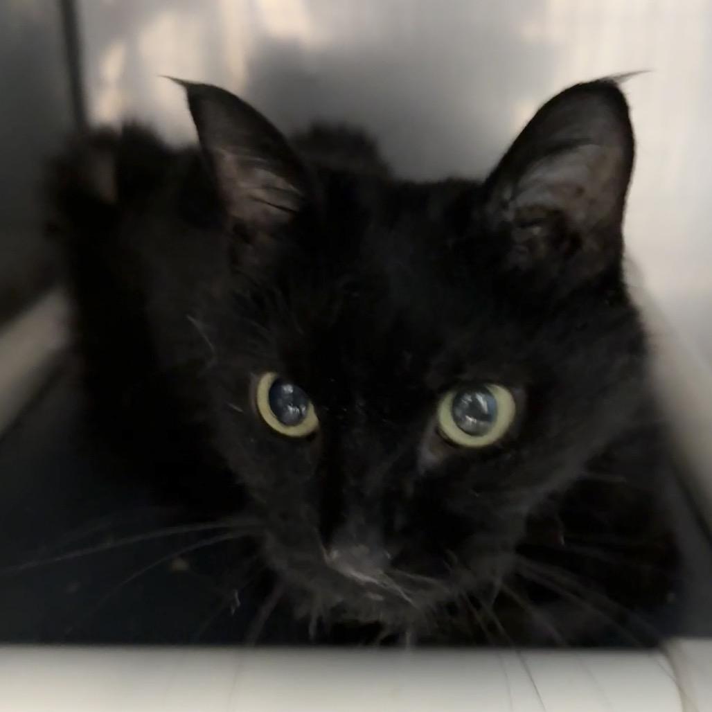 Enlarge Mindy, a Adoptable Domestic Medium Hair in Troy, VA image 1/3