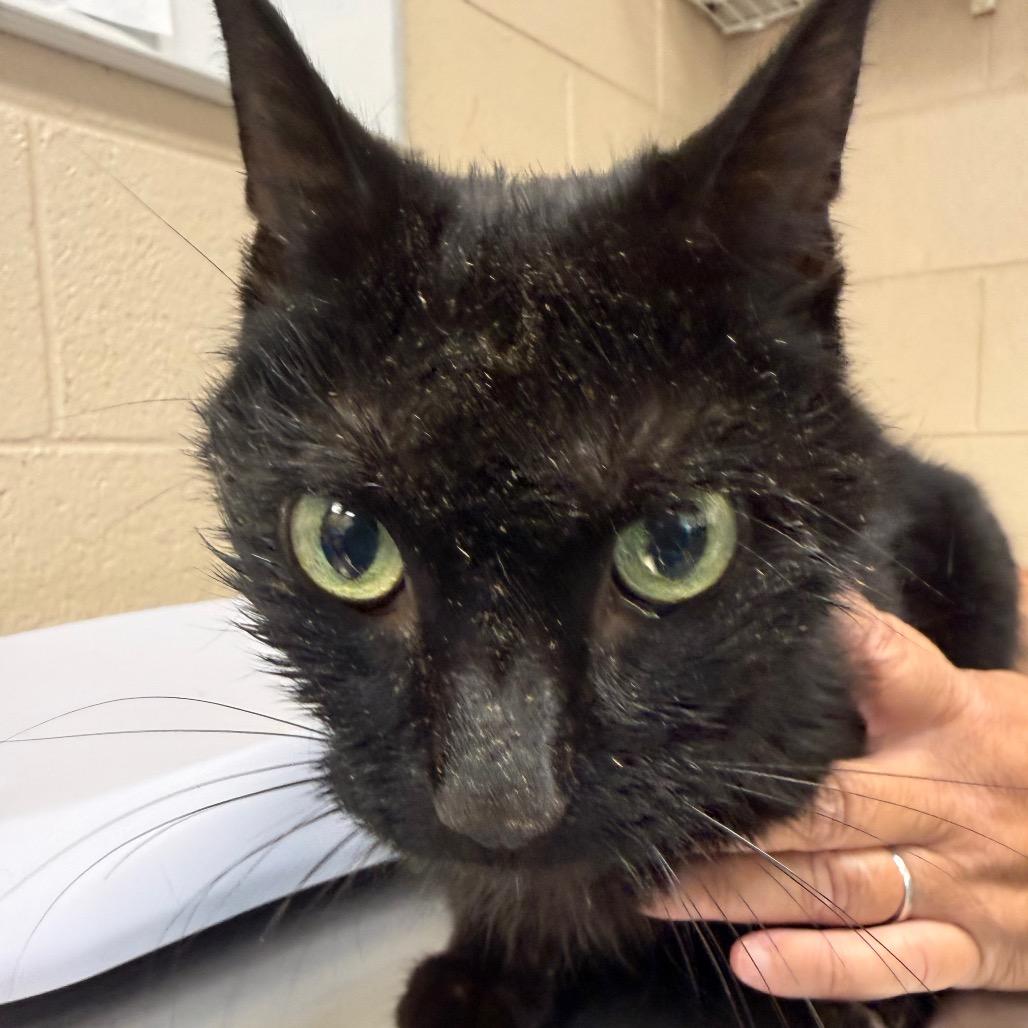 Enlarge Mindy, a Adoptable Domestic Medium Hair in Troy, VA image 2/3
