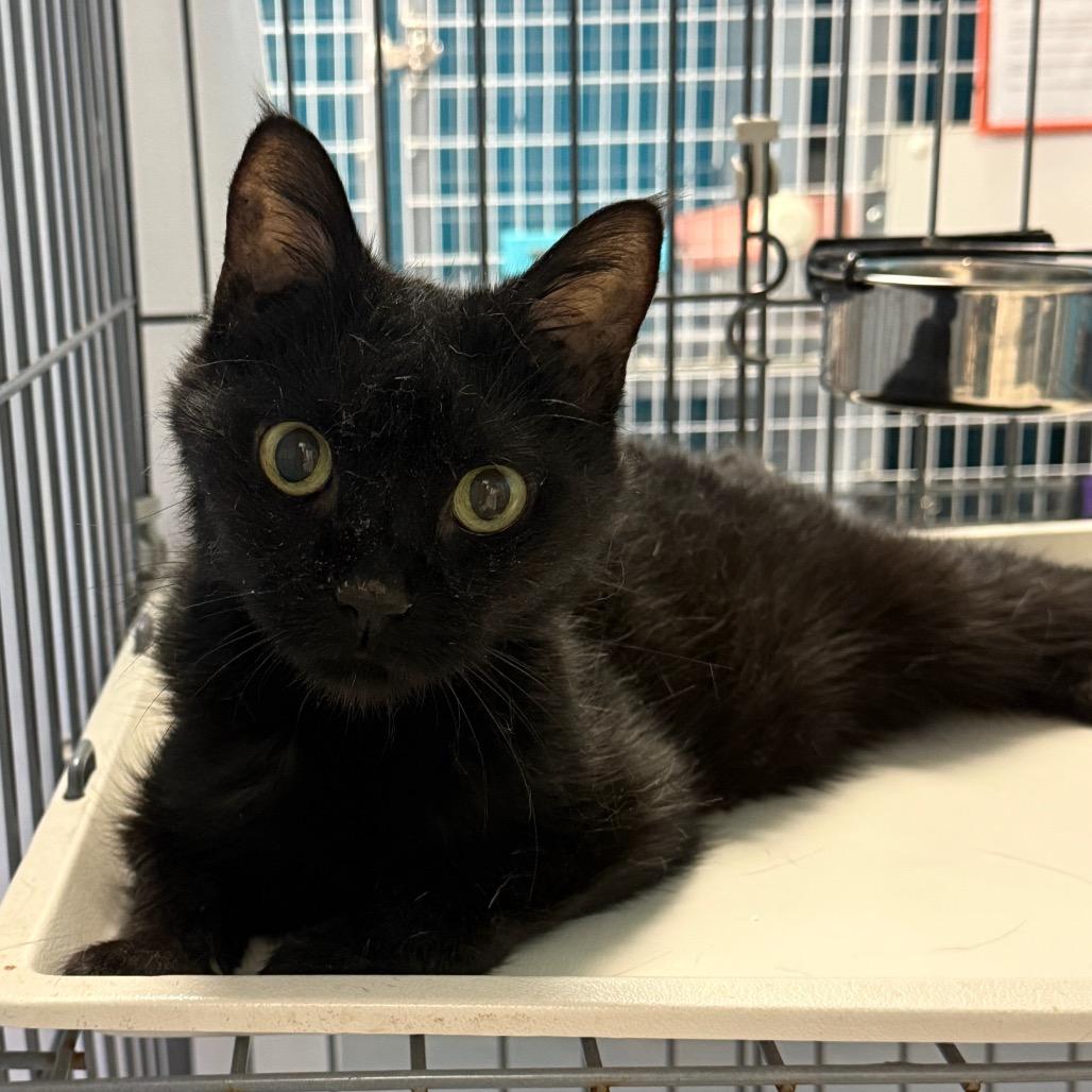 Enlarge Mindy, a Adoptable Domestic Medium Hair in Troy, VA image 3/3