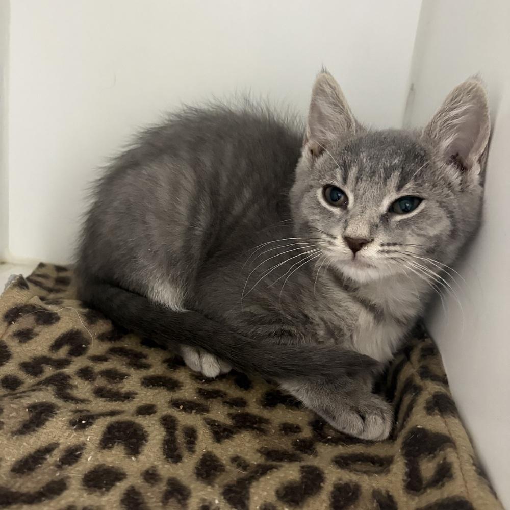 Remi, Adoptable, Kitten Female Domestic Short Hair.